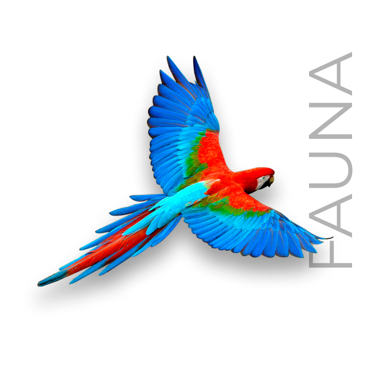 imagem-fauna-ictiologica